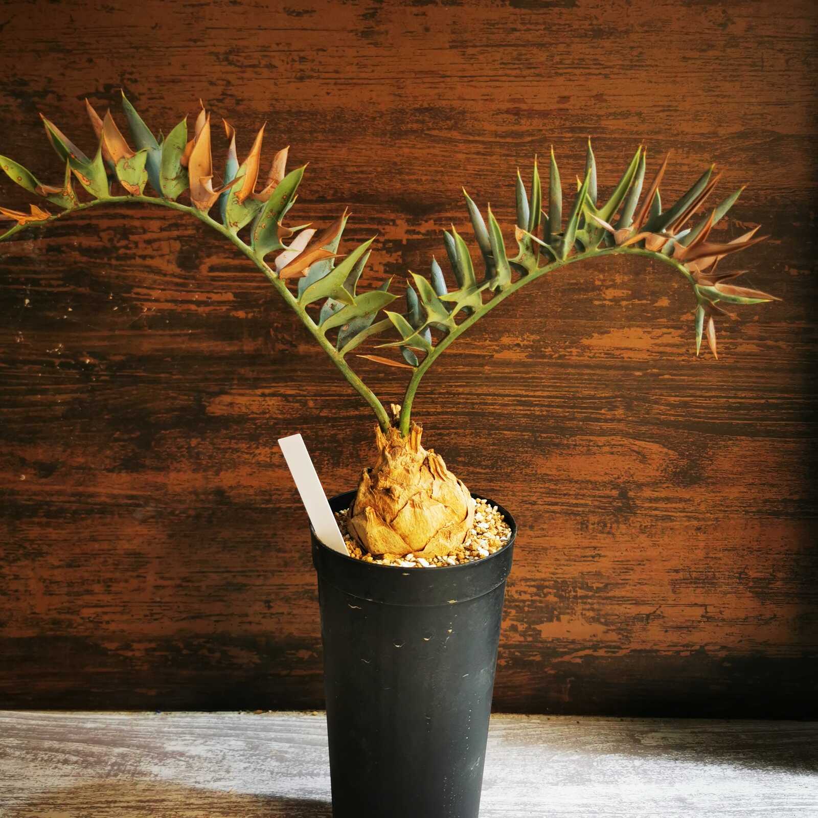D68Encephalartos horridusエンセファラルトスホリダス1粒 エンセファラルトス・ホリダス 03 Encephalartos horridus | Sun