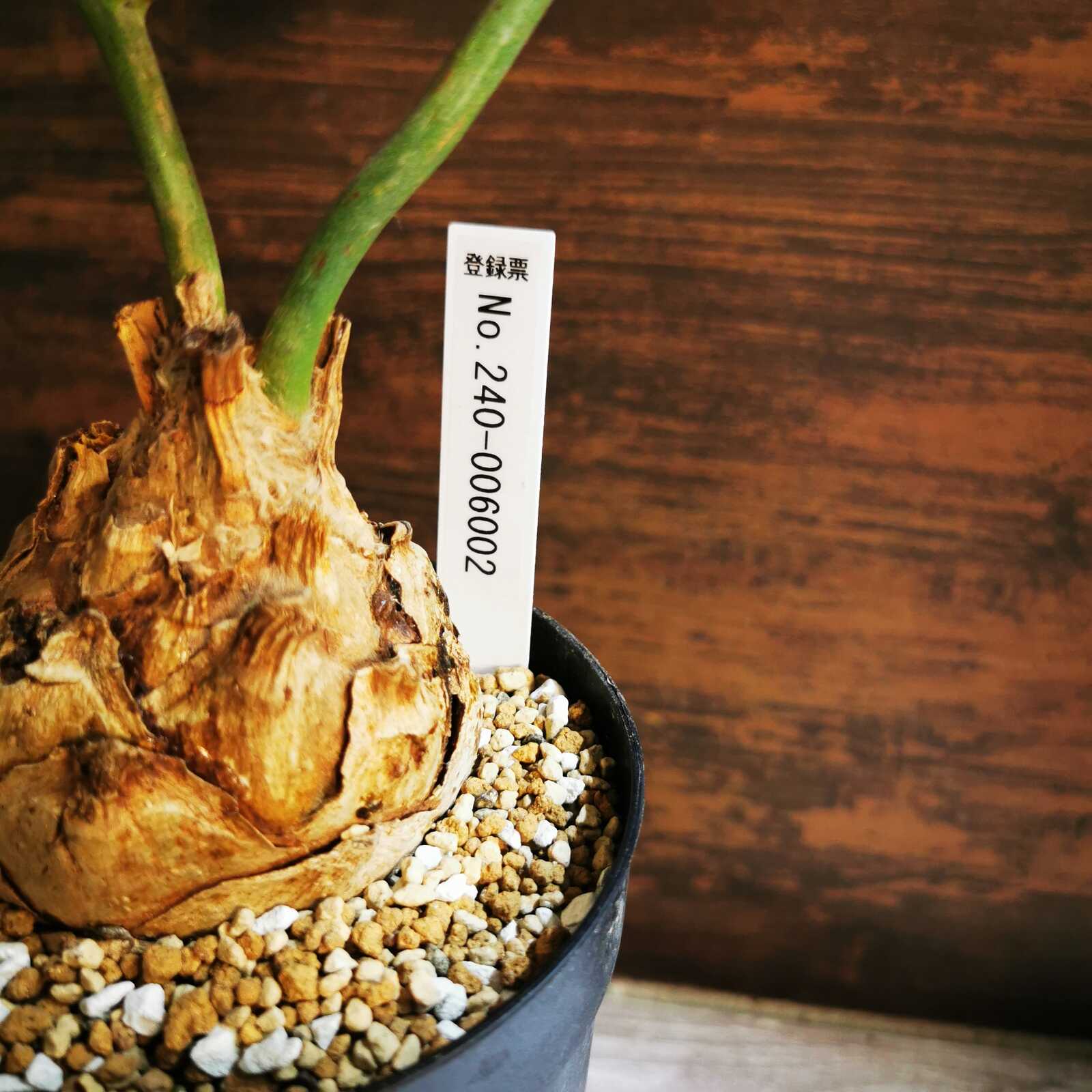 6Encephalartos horridusエンセファラルトスホリダス種子1粒 Encephalartos horridus 塊茎9.5㎝ | エンセファラルトス | Seed