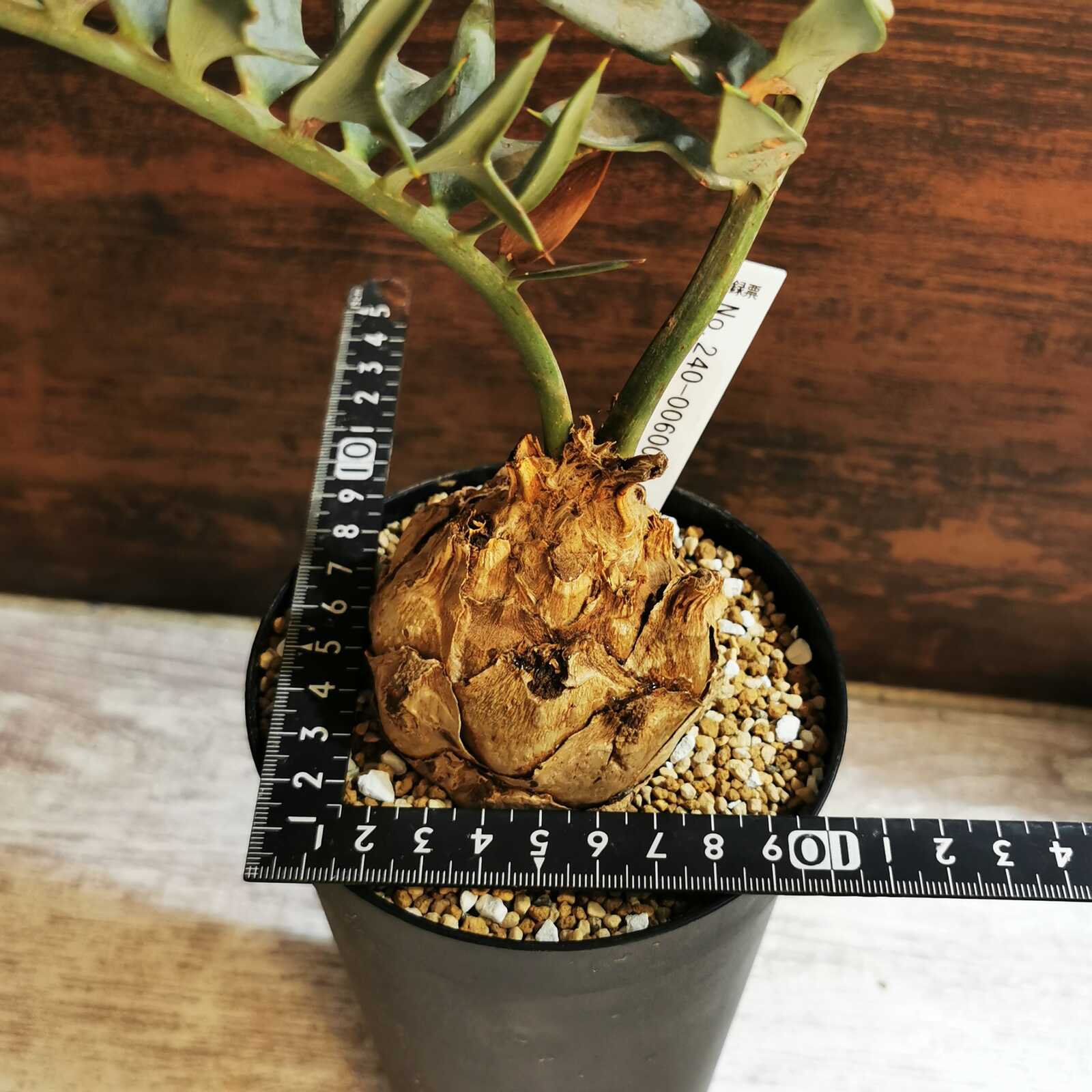 Encephalartos horridus 塊茎7.5.㎝ | エンセファラルトス