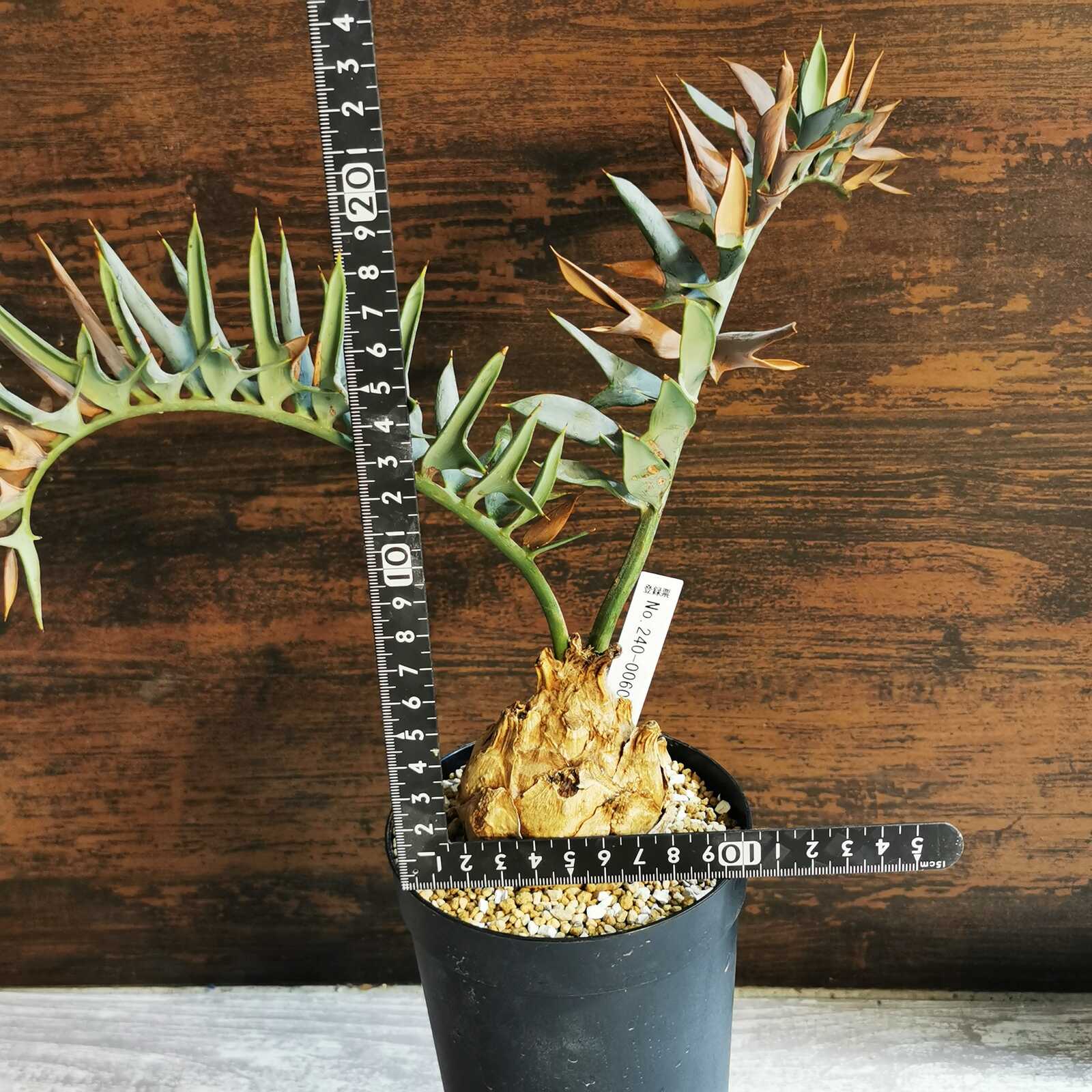 5Encephalartos horridusエンセファラルトスホリダス種子1粒 5Encephalartos horridusエンセファラルトスホリダス種子1粒