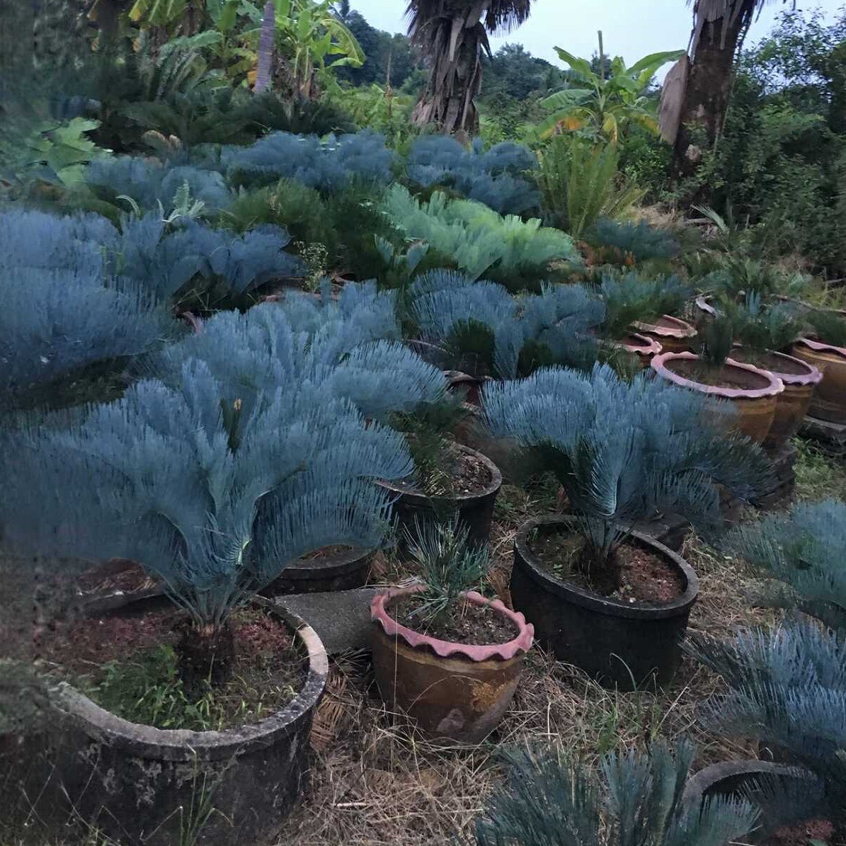 Cycas cairnsiana 実生株 | サイカス | Seed Planet