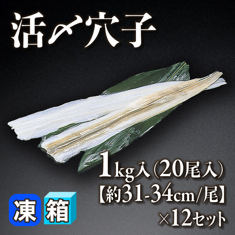 ［箱売］活〆穴子 240尾（1kg・20尾入×12セット）［約31-34cm/尾］〈冷凍〉