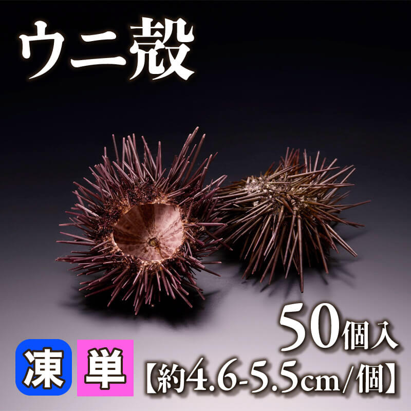 ［小売］ウニ殻［4.6-5.5cm］（50個入）〈冷凍〉
