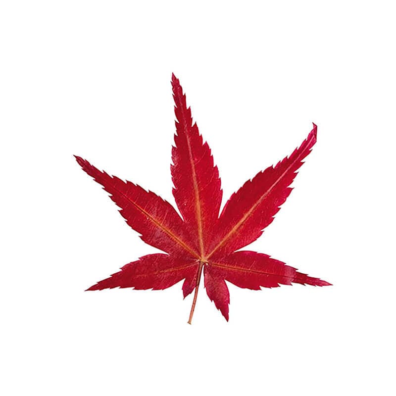 国産・乾燥紅葉 赤［100枚入］