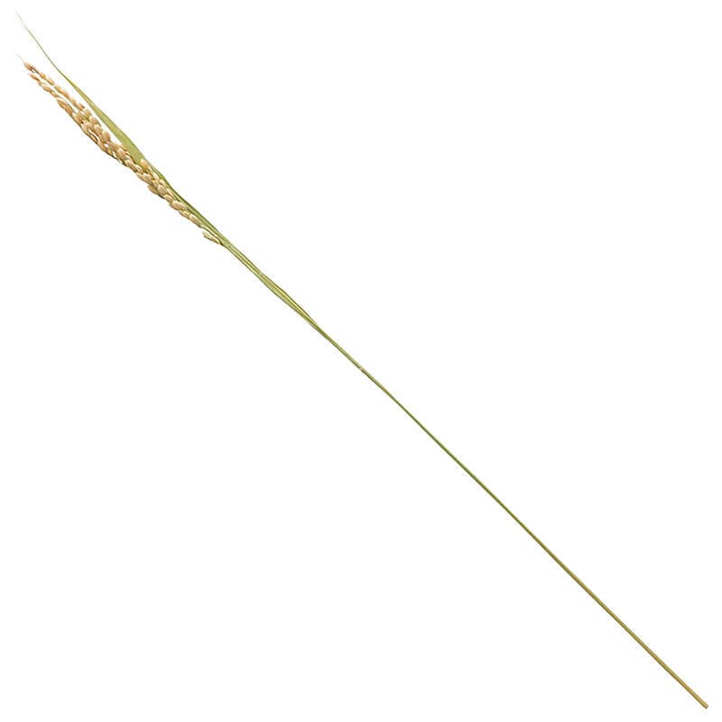 稲の穂 コシヒカリ［100本入］