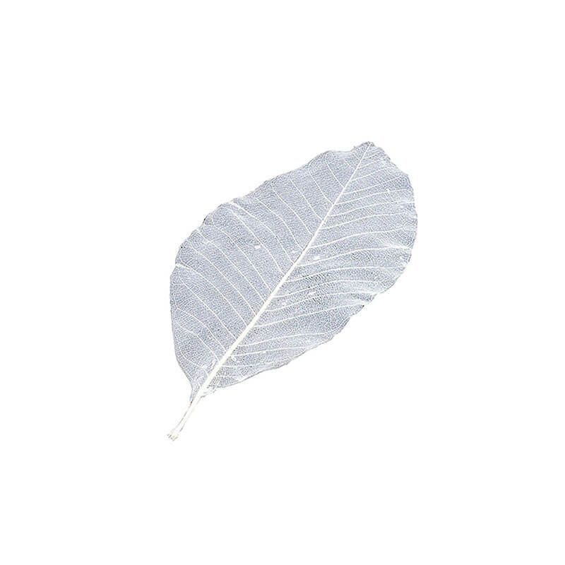 網朴葉［50枚入］