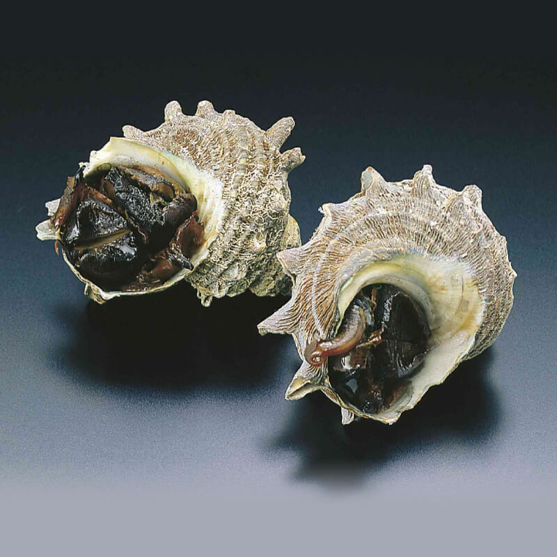 アカニシ貝煮 10個入×16セット｜飲食業務用仕入れ注文専門 フーディー