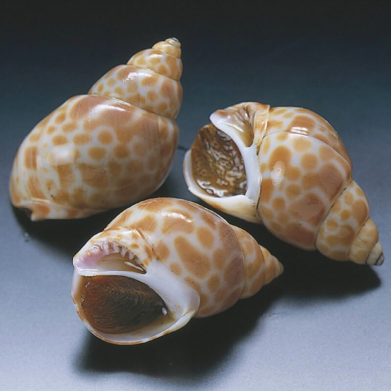 味付ばい貝 小 固形約600g・45粒｜飲食業務用仕入れ注文専門