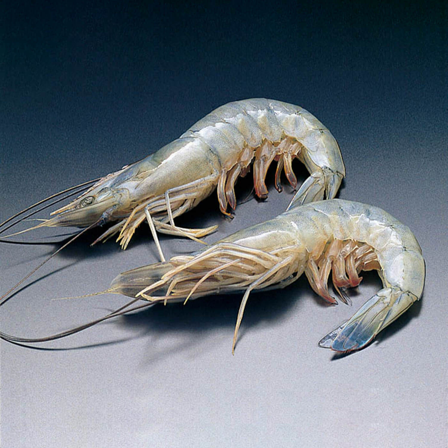 天使の海老 40/50 1kg・40-50尾入×10セット｜飲食業務用仕入れ注文専門