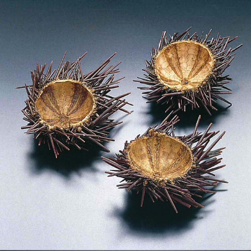 うに殻 50個入×4セット｜飲食業務用仕入れ注文専門 フーディーズ