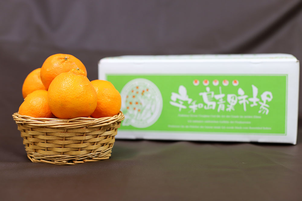 �ڲ����ѡ� �ݥ󥫥� 5�� | ��ɲ�������绺