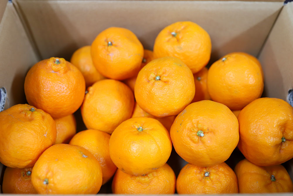 �ڲ����ѡ� �ݥ󥫥� 10�� | ��ɲ�������绺