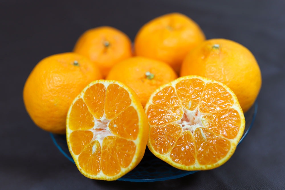 �ڲ����ѡ� �ݥ󥫥� 10�� | ��ɲ�������绺