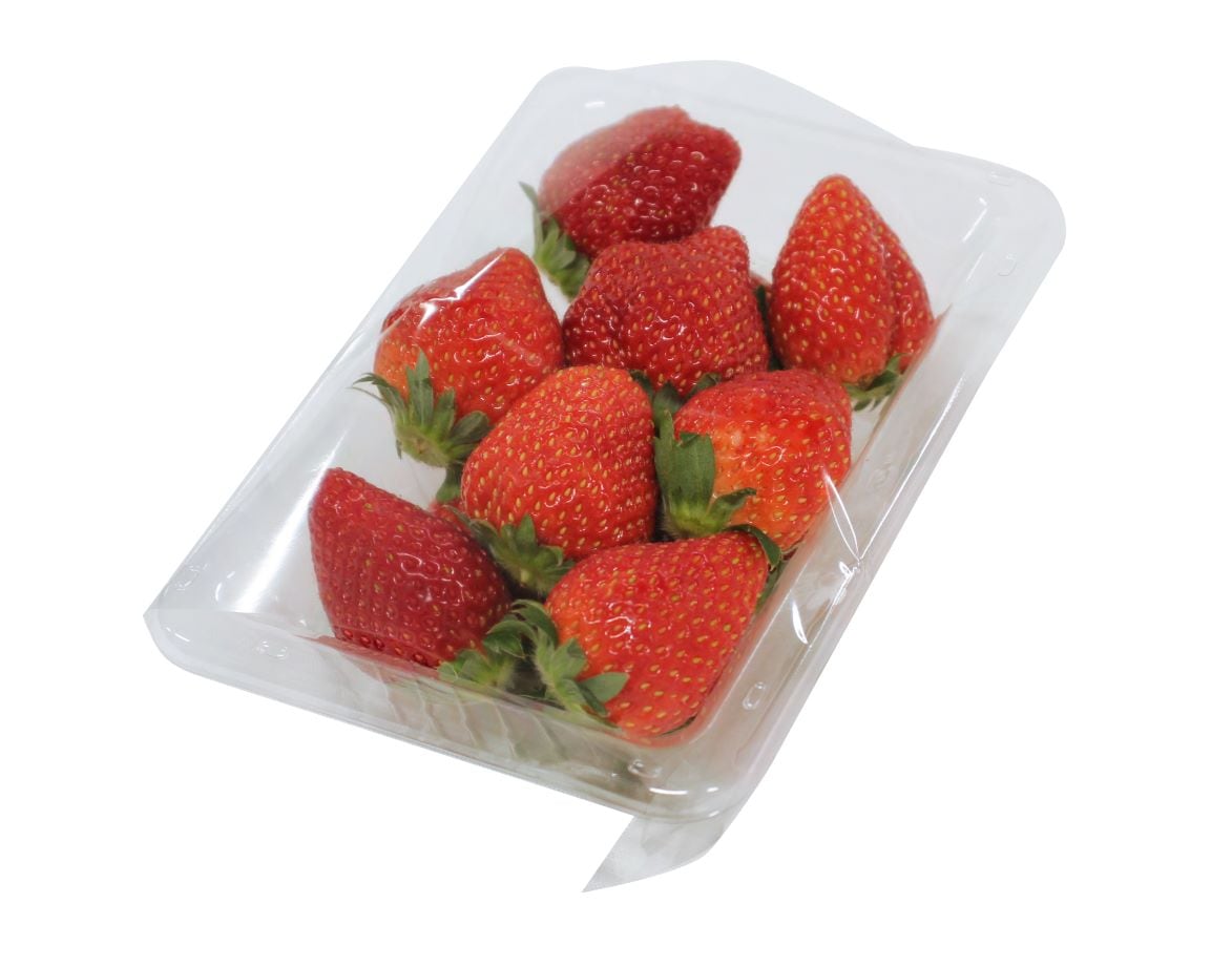 �ڤ�����! 1521