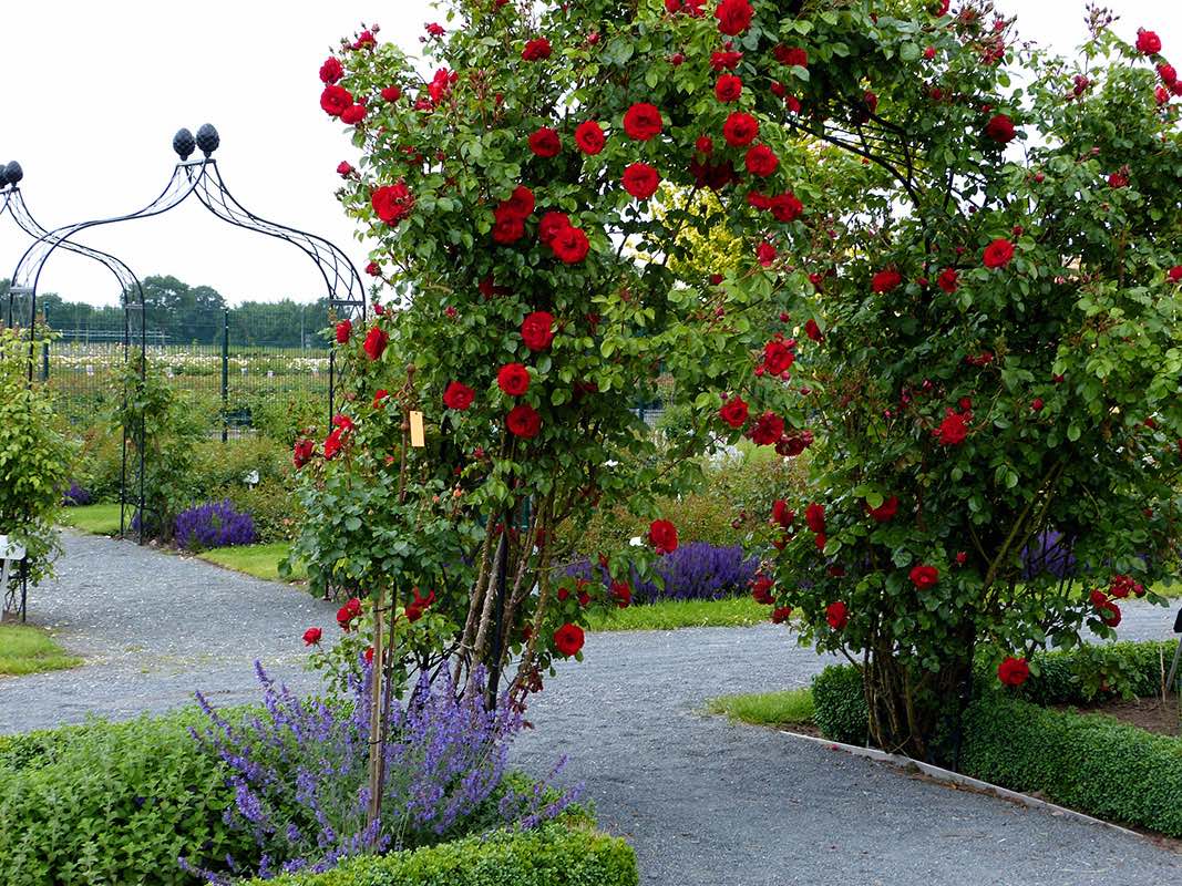 pyoru■5フラワー、ロックローズ、アスペン、スクレランサス、ウィロー pyoru□5フラワー、ロックローズ、アスペン、スクレランサス、ウィロー