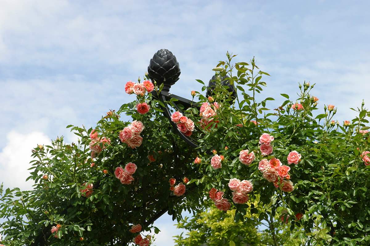 ローズアーチ】ヴィクトリアンアーチ R5 160V