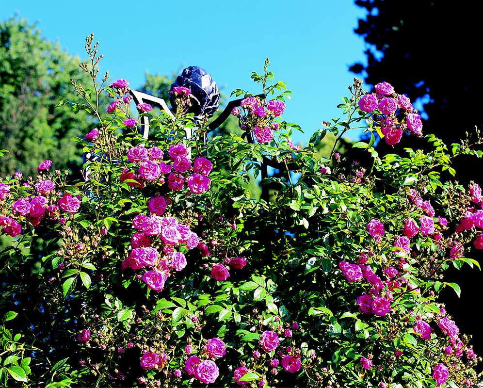 ローズサポート】オベリスクⅡ R4