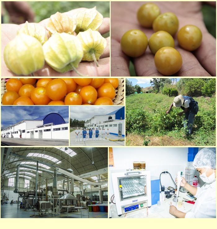 �ڥ롼�� ���󥫥٥꡼�ʥ�����ǥ�٥꡼�� 300�� ̵ź��