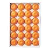 Ԥ롦ߤθեȥǺܡ̪͹硡24[M]Ȣ