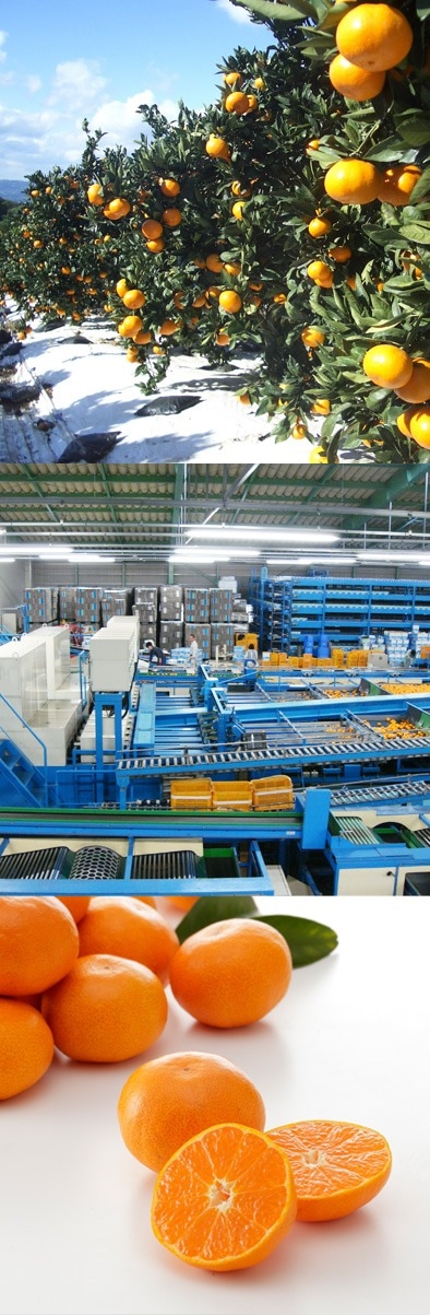 出島の華みかん 2.5kg [お届け日・サイズ指定不可・入荷次第順次発送