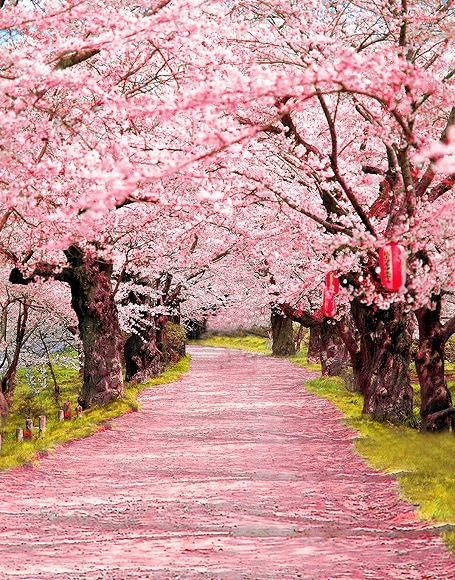 即納品L-N-y-3751 ドール用背景布（現品限り）　L(幅100ｃｍｘ長さ150ｃｍ)