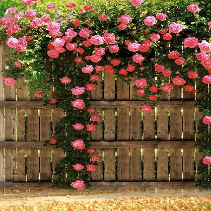 B-4922.jpg撮影用背景布★多サイズ対応(0.5ｍ x 0.9～3ｍ x 6m）★