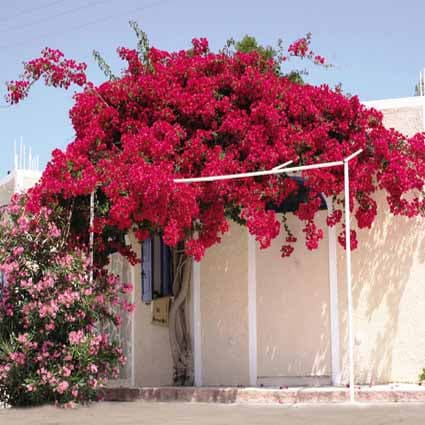 B-7316.jpg撮影用背景布★多サイズ対応(0.5ｍ x 0.9～3ｍ x 6m）★