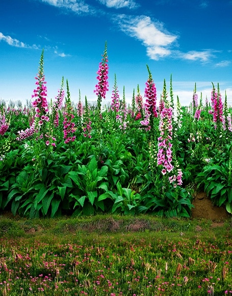 B-y-3018.jpg撮影用背景布★多サイズ対応(0.5ｍ x 0.9～3ｍ x 6m）★