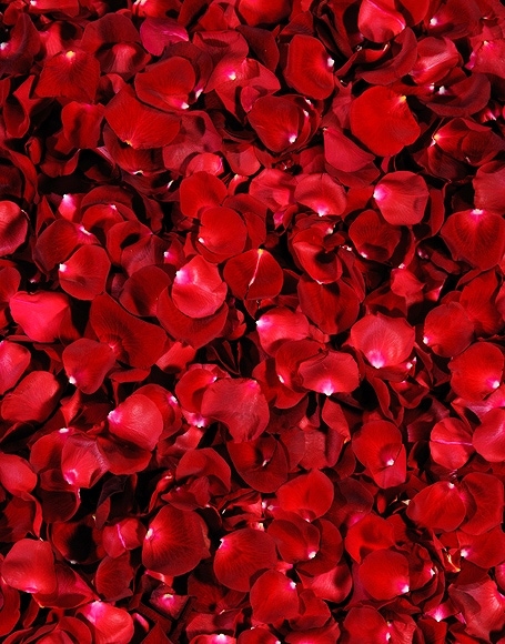 B-y-3283.jpg撮影用背景布★多サイズ対応(0.5ｍ x 0.9～3ｍ x 6m）★