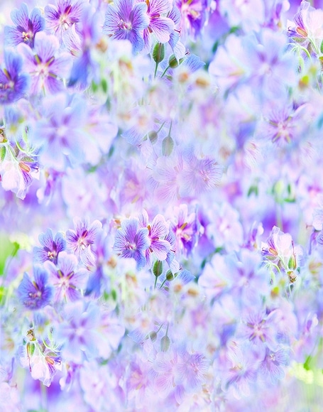 B-y-4493.jpg撮影用背景布★多サイズ対応(0.5ｍ x 0.9～3ｍ x 6m）★