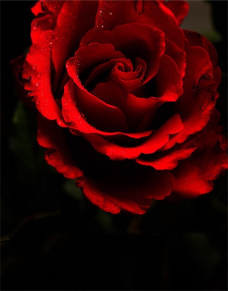 B-y-4991.jpg撮影用背景布★多サイズ対応(0.5ｍ x 0.9～3ｍ x 6m）★