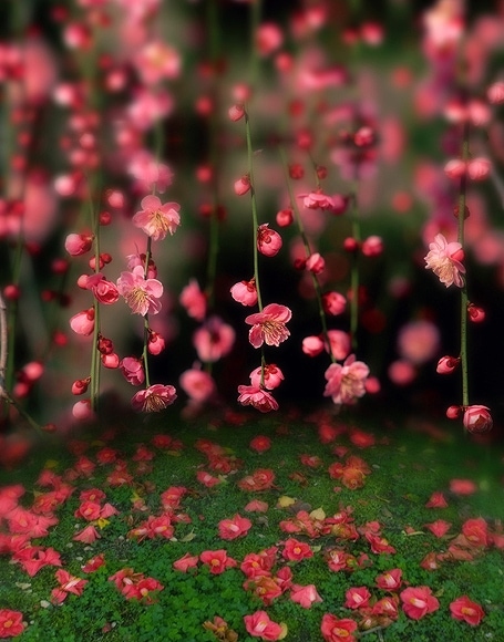 B-y2726.jpg撮影用背景布★多サイズ対応(0.5ｍ x 0.9～3ｍ x 6m）★