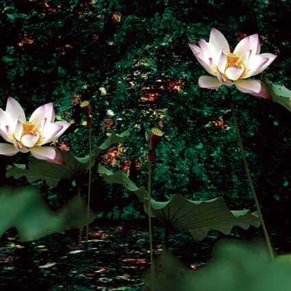 B-5880撮影用背景布★多サイズ対応(0.5ｍ x 0.9～3ｍ x 7m）★