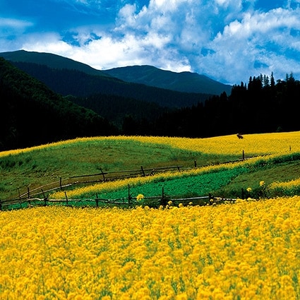 B-1108撮影用背景布★多サイズ対応(0.5ｍ x 0.9～3ｍ x 7m）★