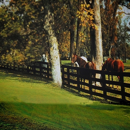 B-1310撮影用背景布★多サイズ対応(0.5ｍ x 0.9～3ｍ x 7m）★