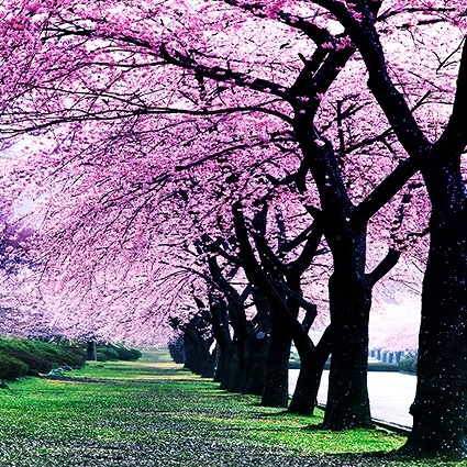 B-1315撮影用背景布★多サイズ対応(0.5ｍ x 0.9～3ｍ x 7m）★