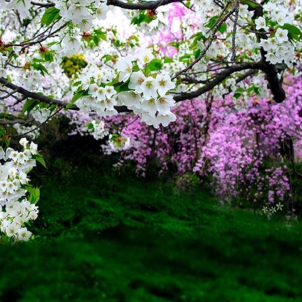 B-1460撮影用背景布★多サイズ対応(0.5ｍ x 0.9～3ｍ x 7m）★