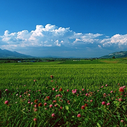 B-1462撮影用背景布★多サイズ対応(0.5ｍ x 0.9～3ｍ x 7m）★