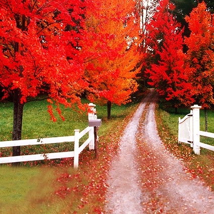 B-1465撮影用背景布★多サイズ対応(0.5ｍ x 0.9～3ｍ x 7m）★