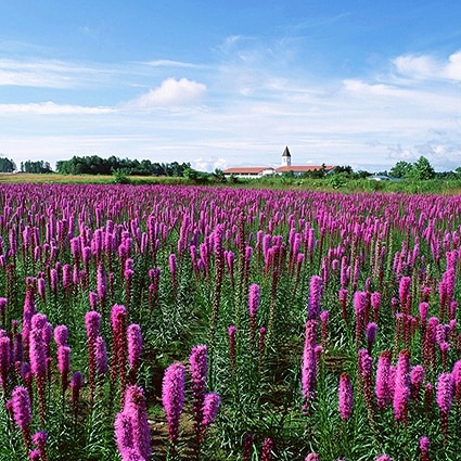 B-2246撮影用背景布★多サイズ対応(0.5ｍ x 0.9～3ｍ x 7m）★