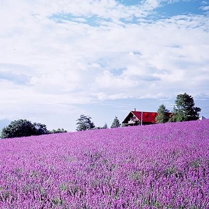 B-2281撮影用背景布★多サイズ対応(0.5ｍ x 0.9～3ｍ x 7m）★