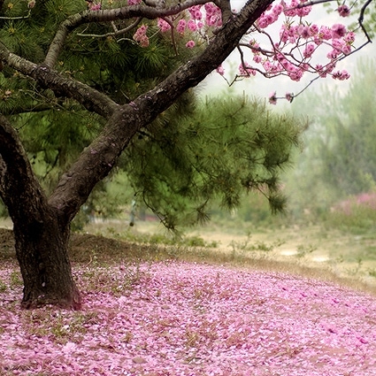 B-2341撮影用背景布★多サイズ対応(0.5ｍ x 0.9～3ｍ x 7m）★