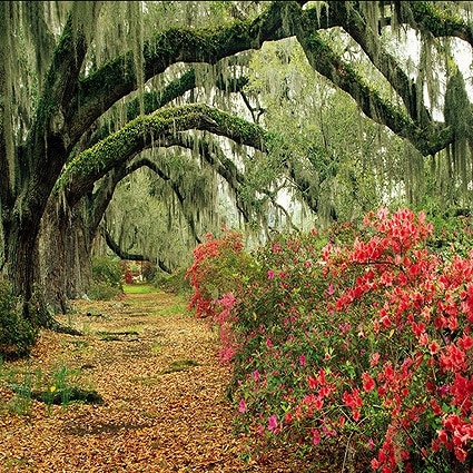 B-1685撮影用背景布★多サイズ対応(0.5ｍ x 0.9～3ｍ x 7m）★