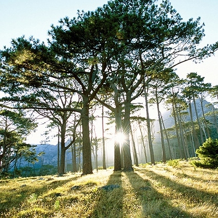 B-3760撮影用背景布★多サイズ対応(0.5ｍ x 0.9～3ｍ x 7m）★