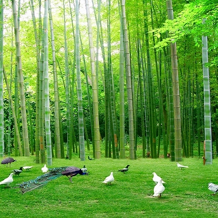 B-4037撮影用背景布★多サイズ対応(0.5ｍ x 0.9～3ｍ x 7m）★