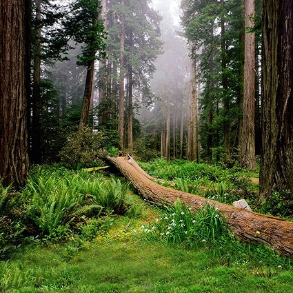 B-4325撮影用背景布★多サイズ対応(0.5ｍ x 0.9～3ｍ x 7m）★