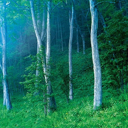 B-4753撮影用背景布★多サイズ対応(0.5ｍ x 0.9～3ｍ x 7m）★