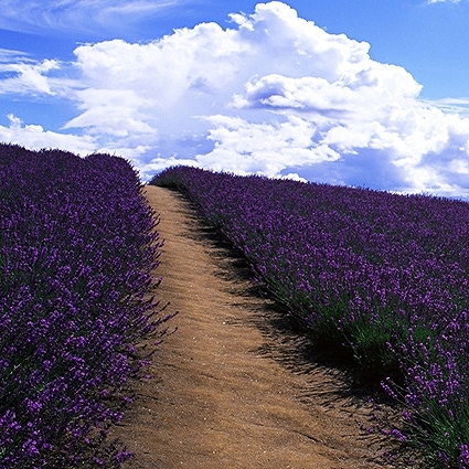 B-1912撮影用背景布★多サイズ対応(0.5ｍ x 0.9～3ｍ x 7m）★