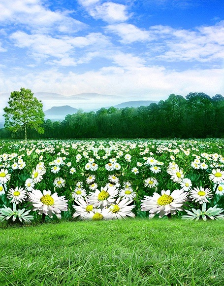 B-y2924撮影用背景布★多サイズ対応(0.5ｍ x 0.9～3ｍ x 7m）★