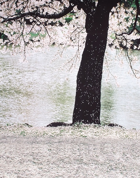 B-y-3989撮影用背景布★多サイズ対応(0.5ｍ x 0.9～3ｍ x 7m）★